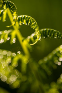 Fern sprout with dew drops Fern sprout with dew drops